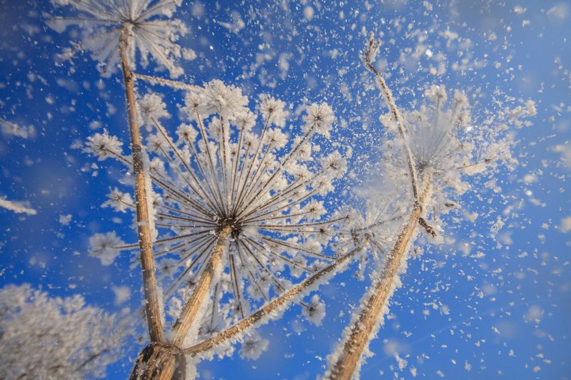 Лучший день зимыphoto preview