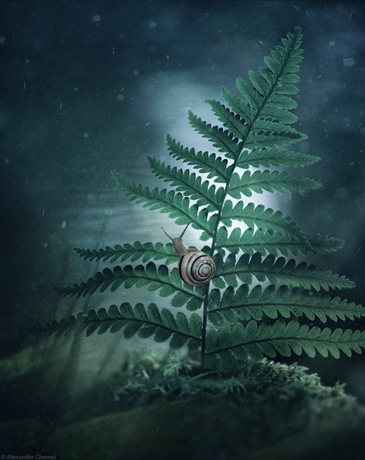 В ночь, дождавшись тишины.... Автор: Александр Чорный украина, коростышев, лето, лес, красота, макро, макро мир, природа, макро-красота,, Александр Чорный