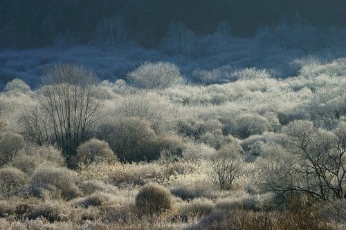 Rime in the mountain valley