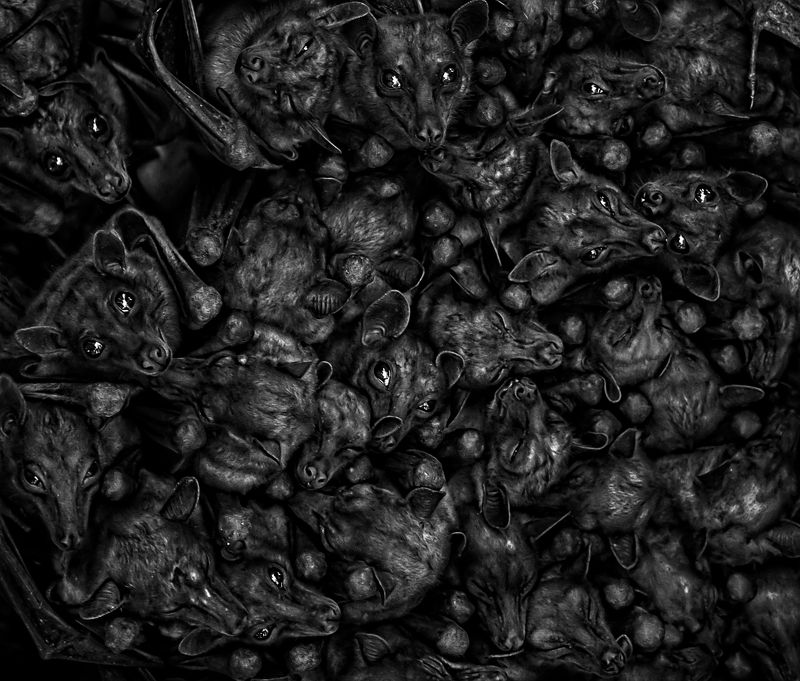 The Gatheringphoto preview