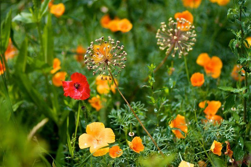 Летняяphoto preview