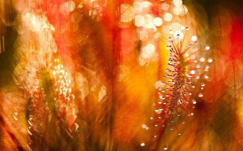 росянка, вечер, липучка **photo preview