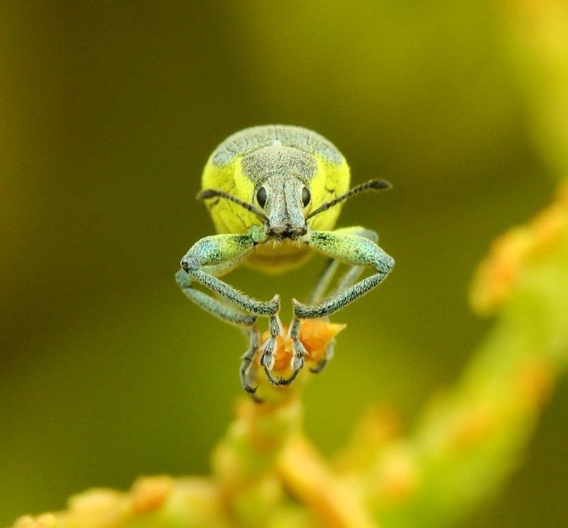 макро. Люблю. Жду. Надеюсь.photo preview