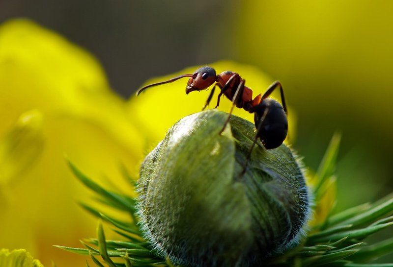 Я от бабушки ушел,я от дедушки ушел...photo preview