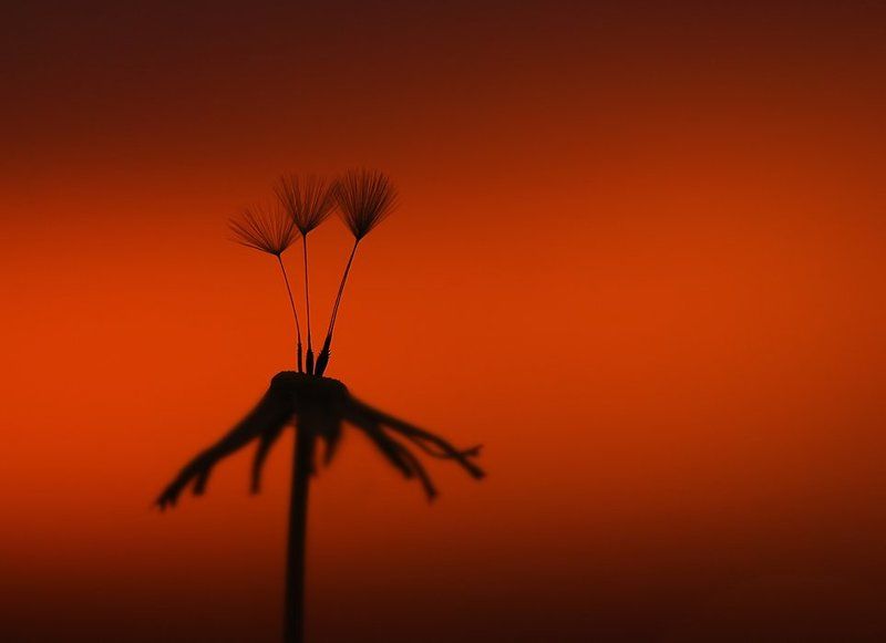 Танго втроем...разве это возможно...photo preview