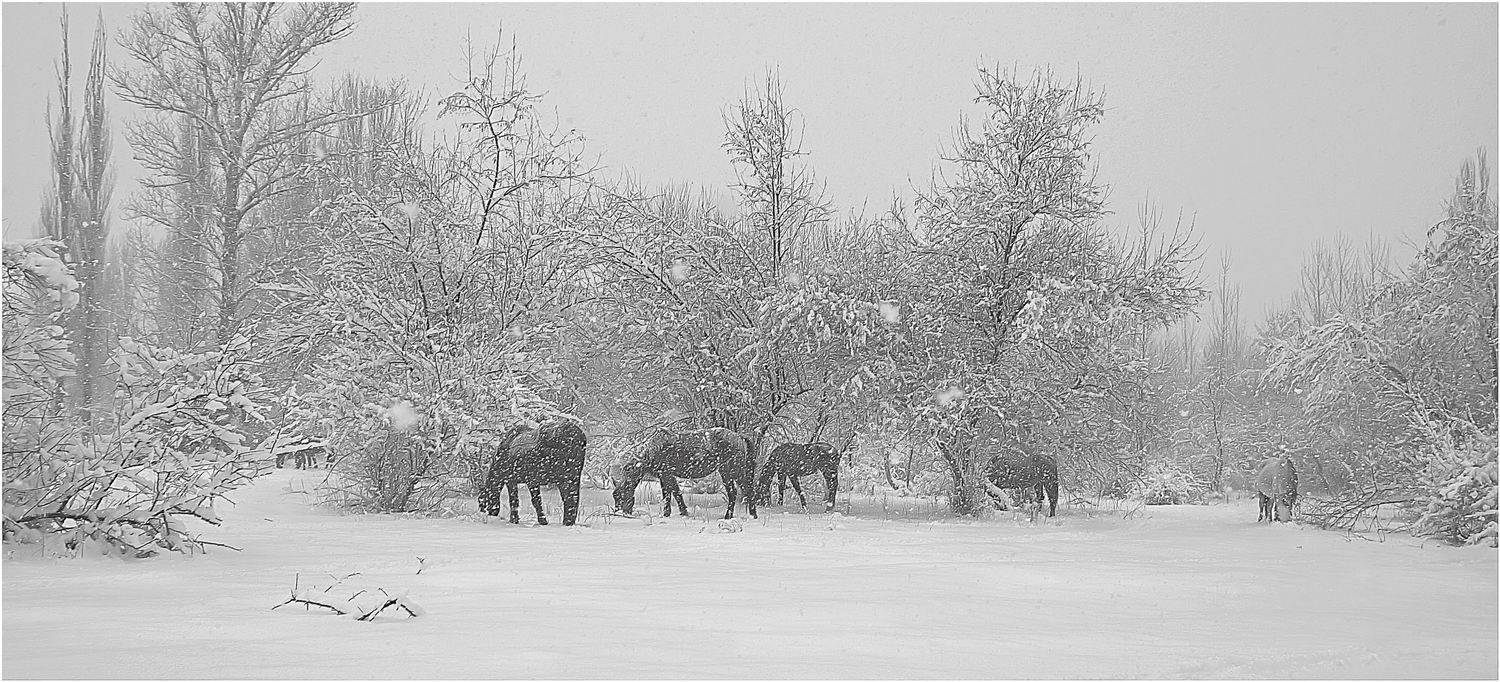 Там ...в скучном...саду..... Автор: Геннадий Меремьянин снег, животные, природа, Геннадий Меремьянин