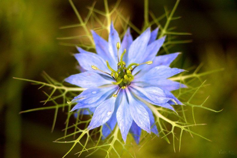 Девица в зелениphoto preview