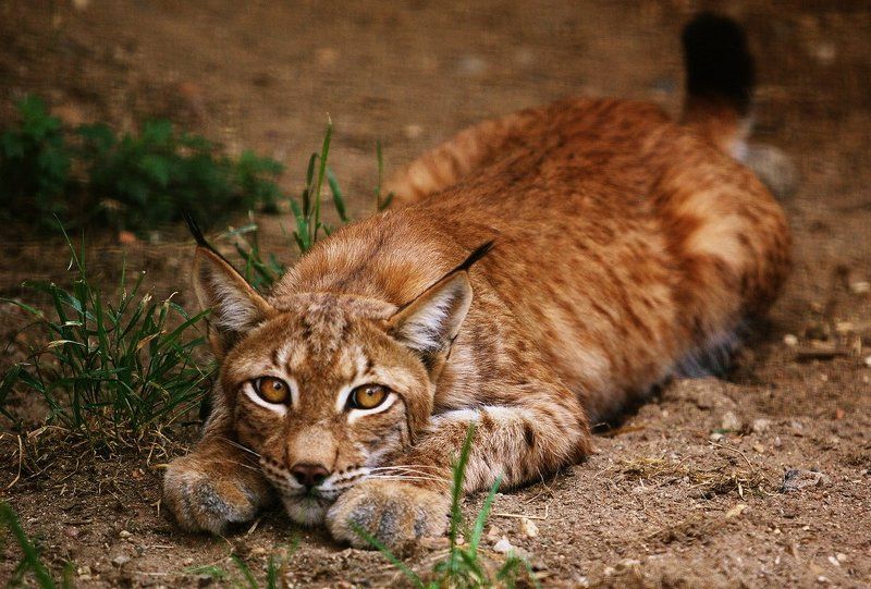 Про рысьphoto preview