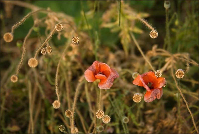 2010 Солнце - Не Грустит Не Печалится...photo preview