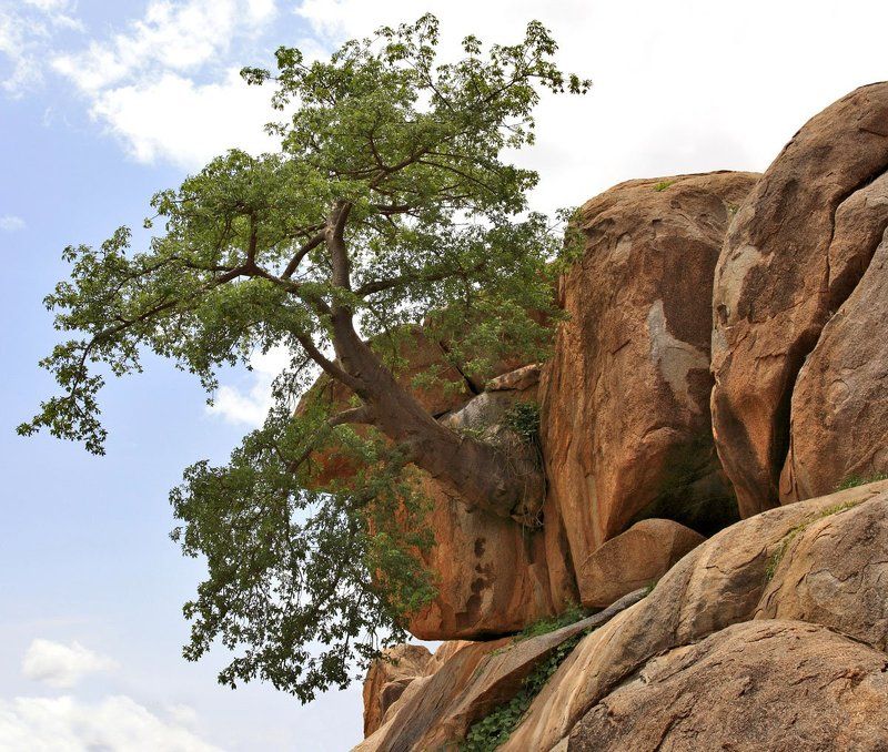 дерево, скалы, валуны Деревянный конформизмphoto preview