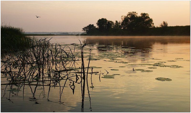 утро, рассвет, жизнь Однажды вдруг оказывается, что ты живой...photo preview