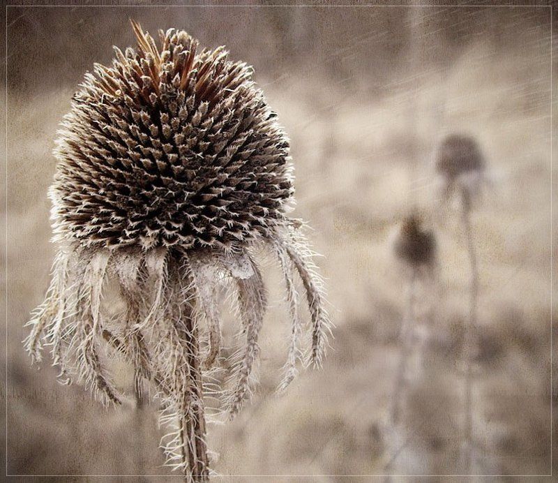 Троеphoto preview