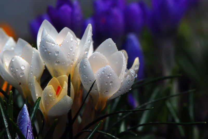 Весенняя свежестьphoto preview