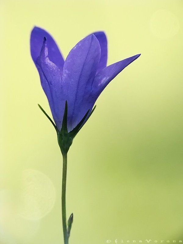 bluebell, колокольчик sadness of the bellphoto preview