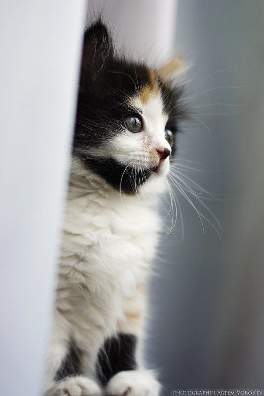 Котэphoto preview