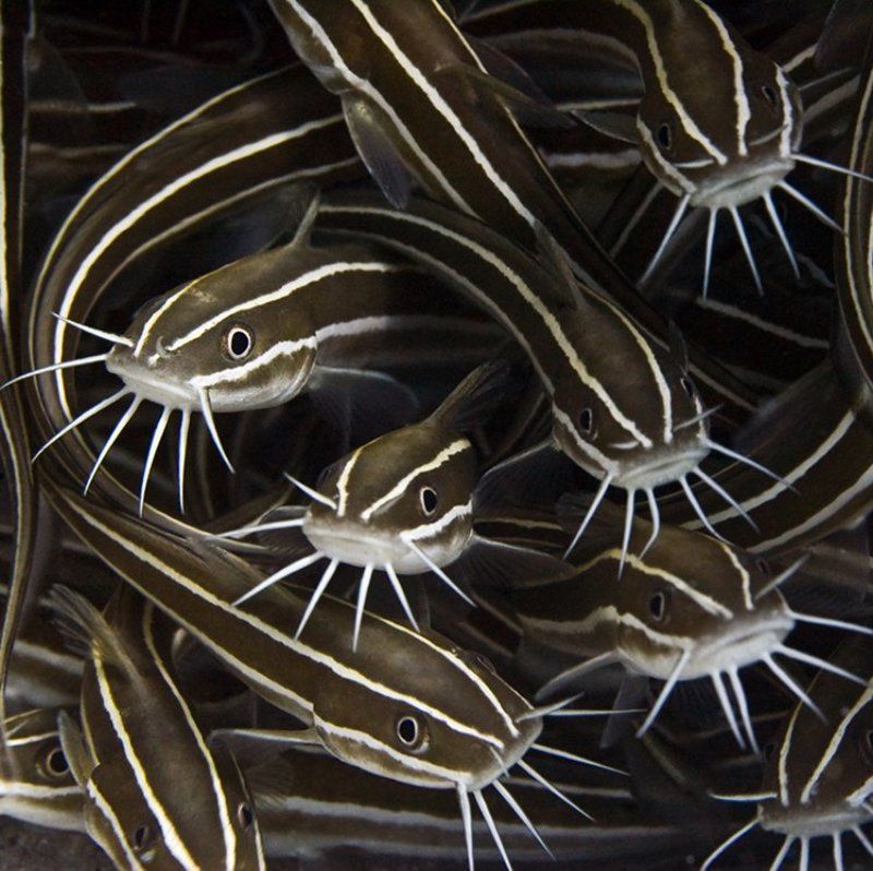 макро, сом, подводная съемка, море суетаphoto preview