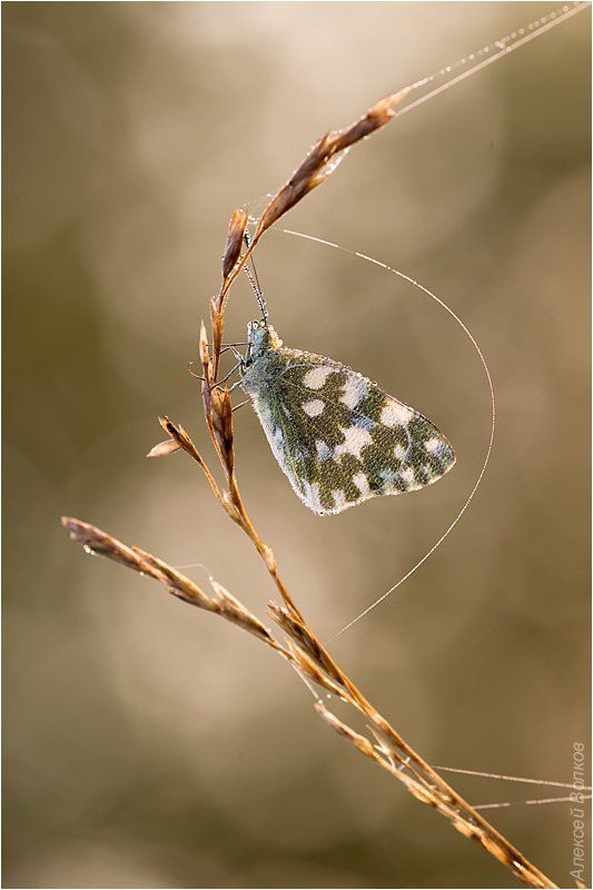 рапсовая белянка, утро, р. воря, роса, паутинка Парусникphoto preview