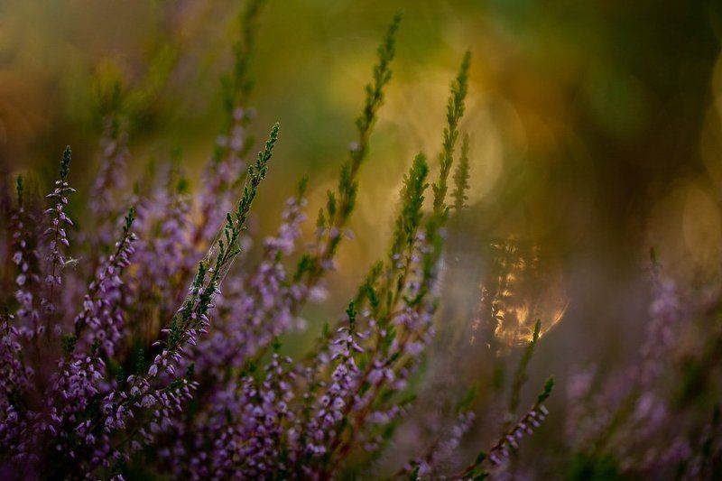 вереск, вечер, палитра палитра с верескомphoto preview