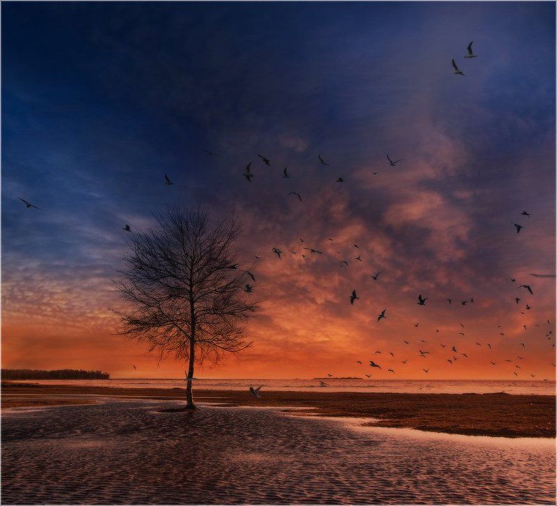 Птичий переполох в Дюнахphoto preview