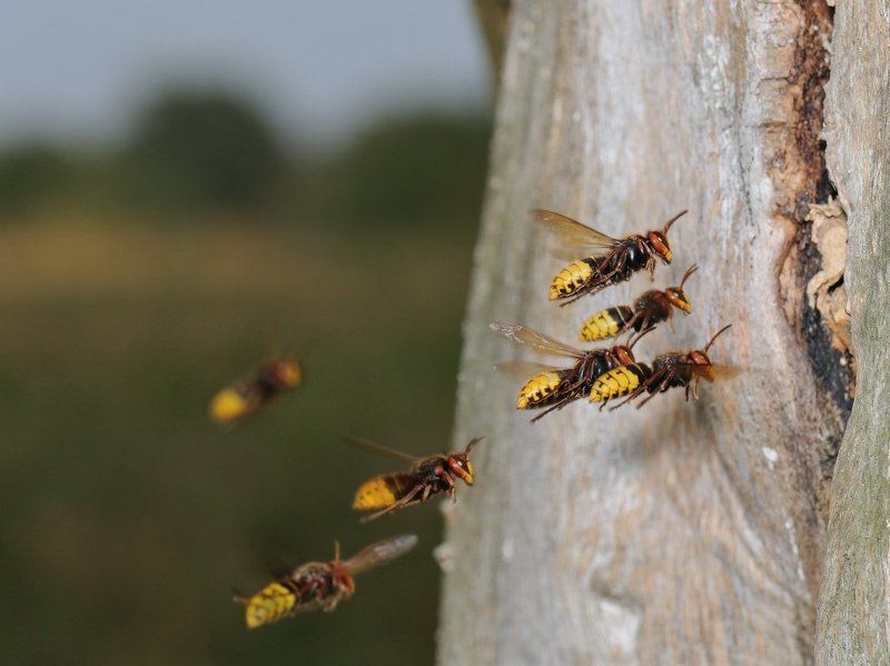 Диспетчер дал \