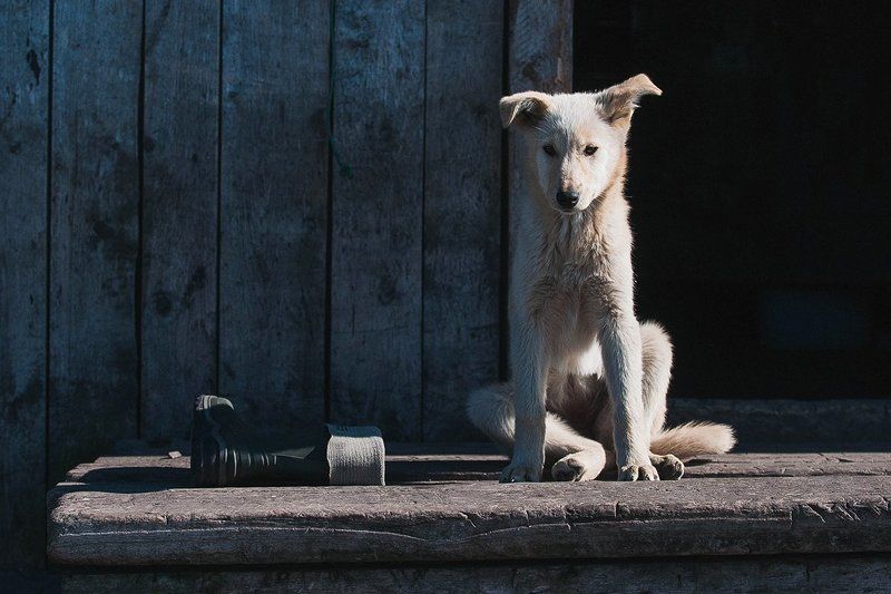 Пес и его сапогphoto preview