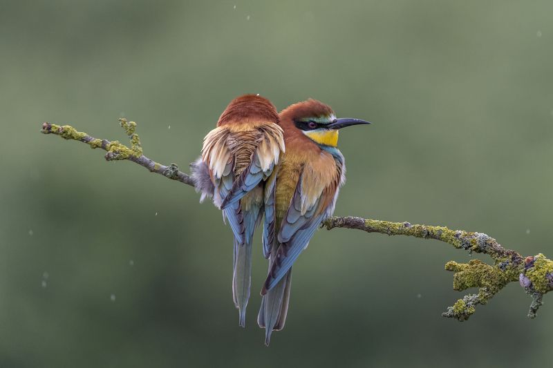 European Bee-eater, Merops apiaster, Birder\'s Corner European Bee-eatersphoto preview
