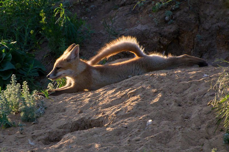 лисята лисятаphoto preview