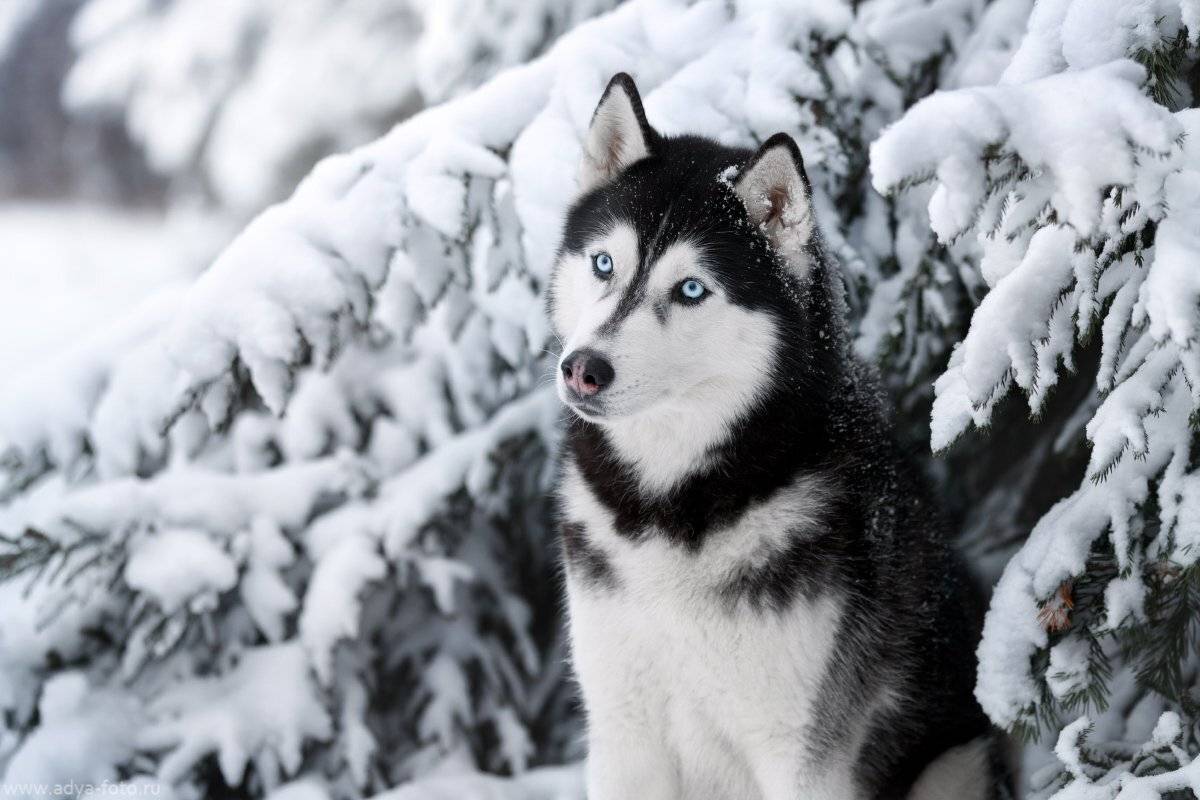 собака, хаски, зима, Надежда