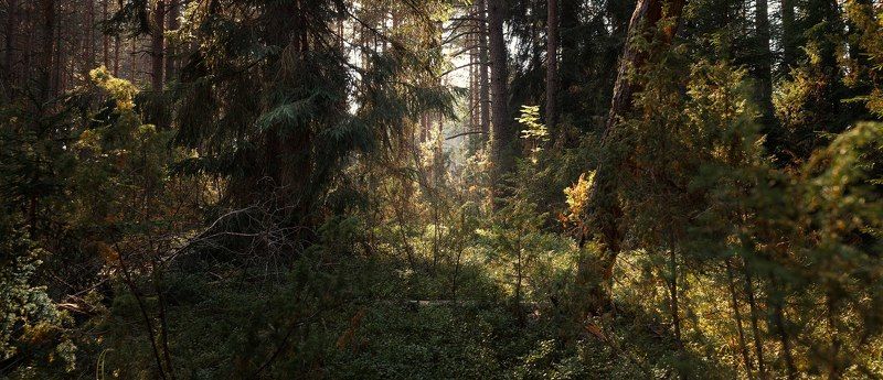 тверь, тверская область Лесной массивphoto preview