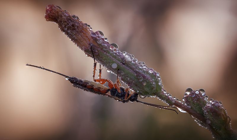 Жаждаphoto preview