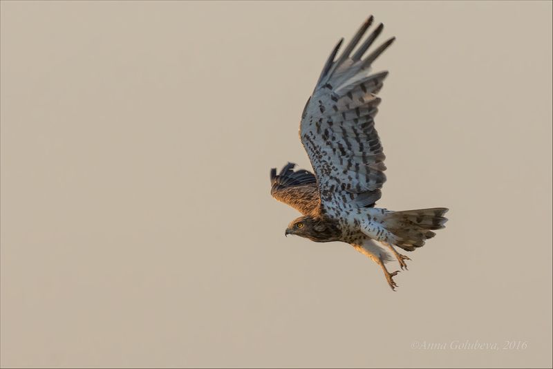 птицы, природа, хищник, circaetus gallicus, змееяд, лето, август, 2016, краснодарский край В лучах заходящего солнцаphoto preview