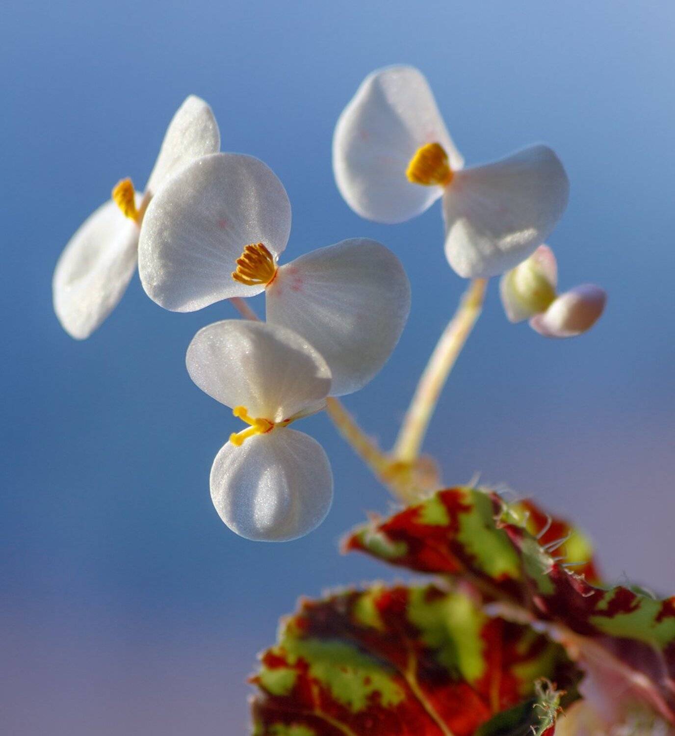 , Николай Андреев