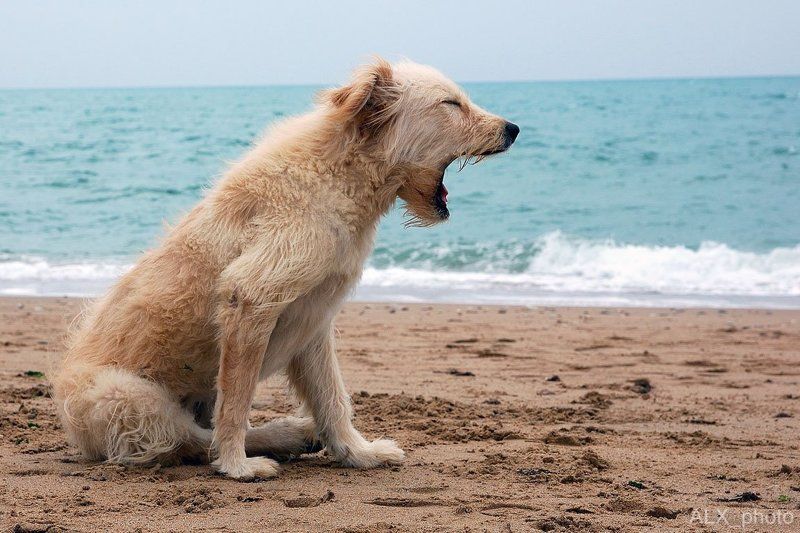 cобака ...cобака зевакаphoto preview