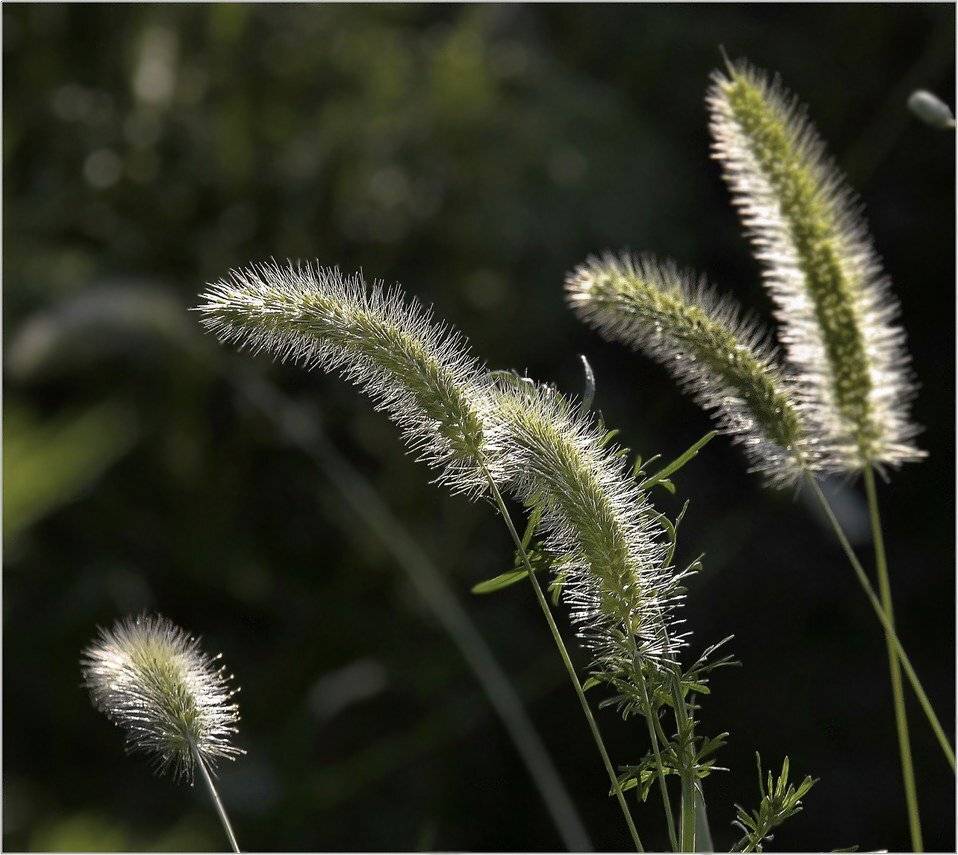 природа, Геннадий Меремьянин