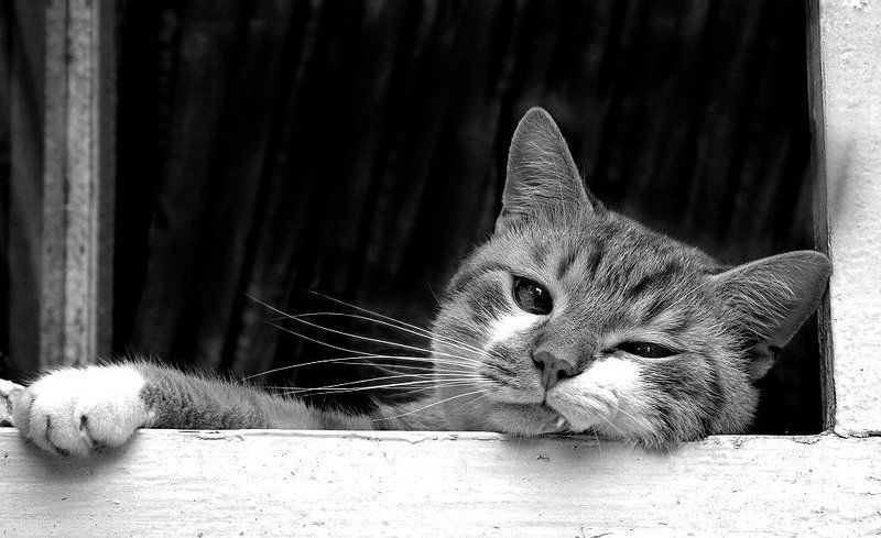 я у дедушки живуphoto preview