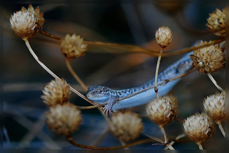 ящерица Не будите спящего зверя..photo preview