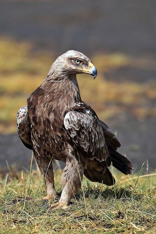 Коллекторский агент.photo preview