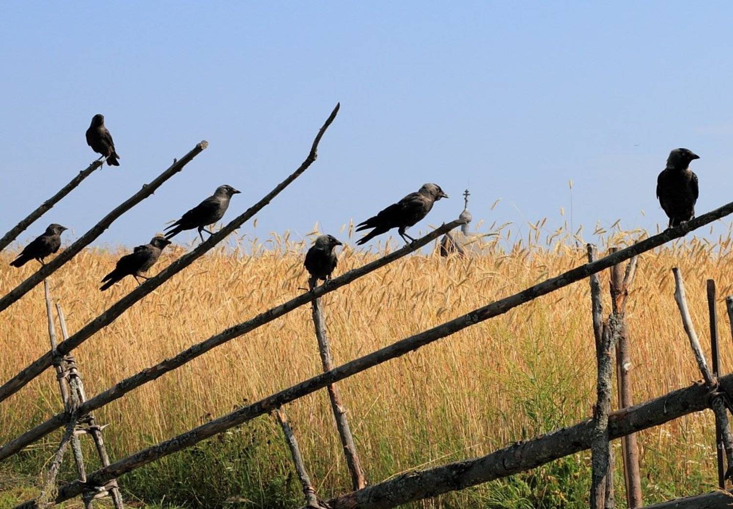 кижи, галки, стая, экскурсия, поле, храм, Александр Курносов