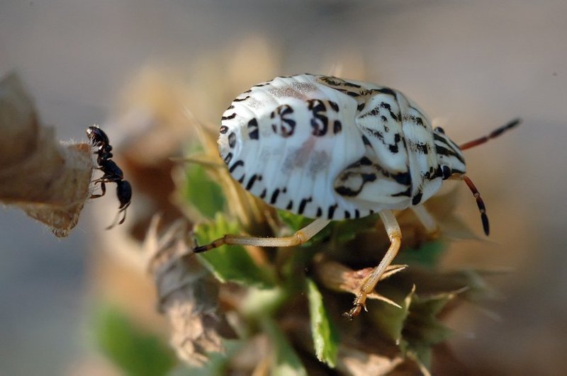 Давид и Голиафphoto preview