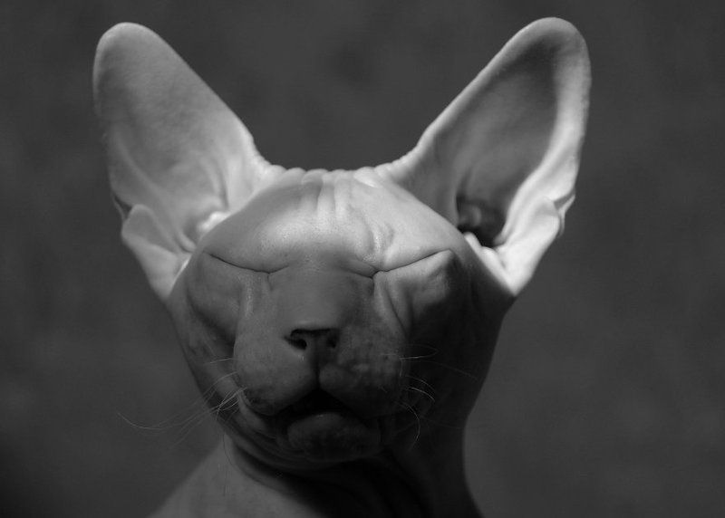 - про кота, который боится страшных историй, но всё равно их слушает... -photo preview