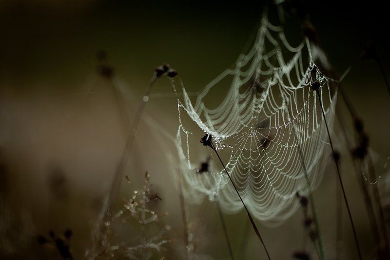 паутина, утро, роса холодное утроphoto preview