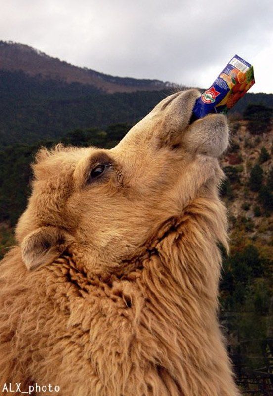 Я выбираю сок!photo preview