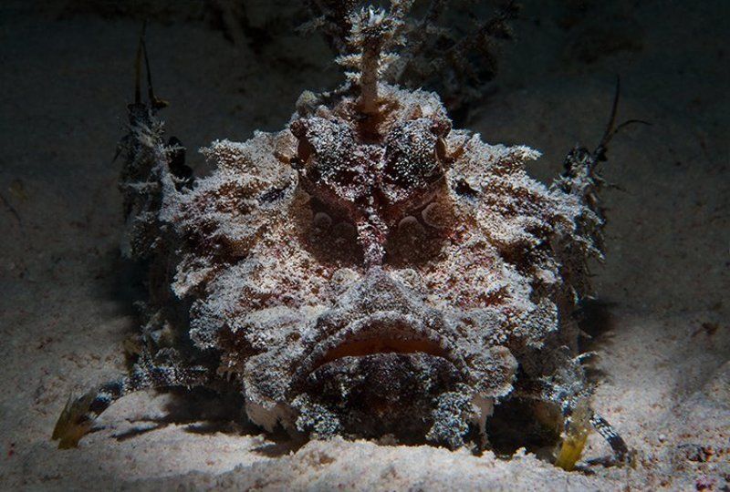 скорпена, рыба, море, подводная съемка фото на паспортphoto preview