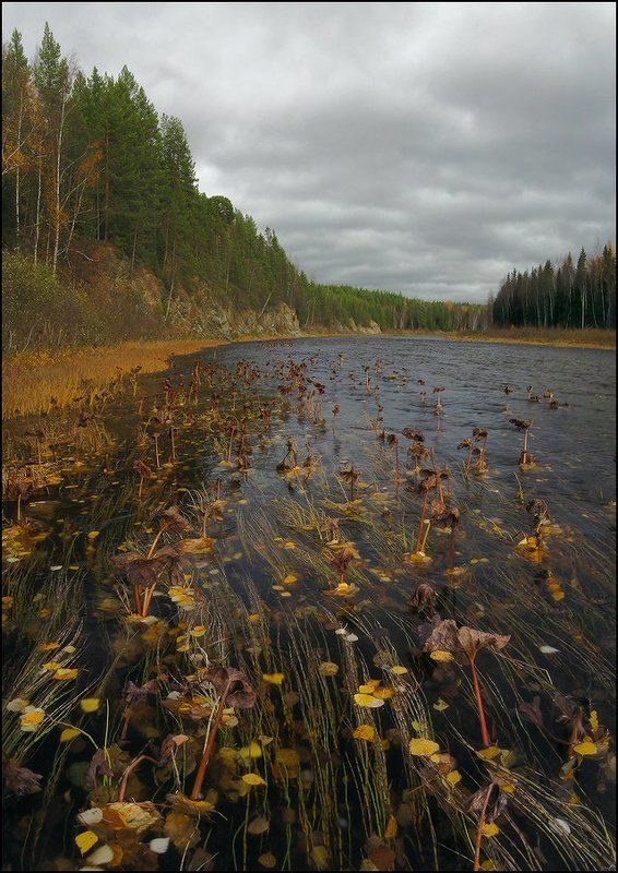 северный, урал, река, большая, сосьва, наяды, водные, растения, хмао, осень Наядыphoto preview