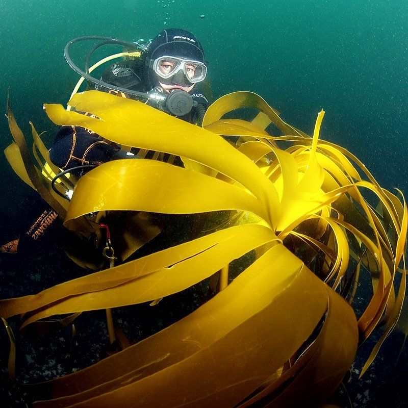 Ламинарияphoto preview