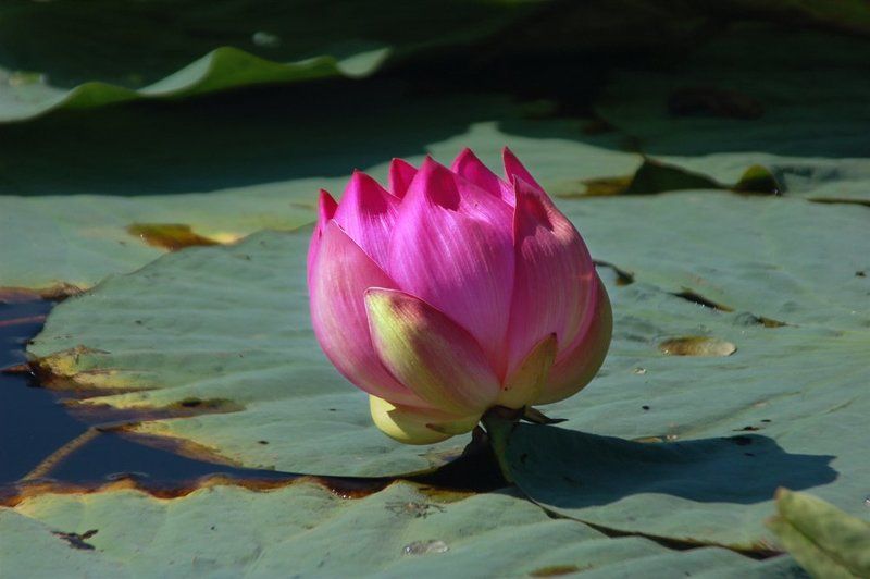 лотос Комарова, один день из жизниphoto preview