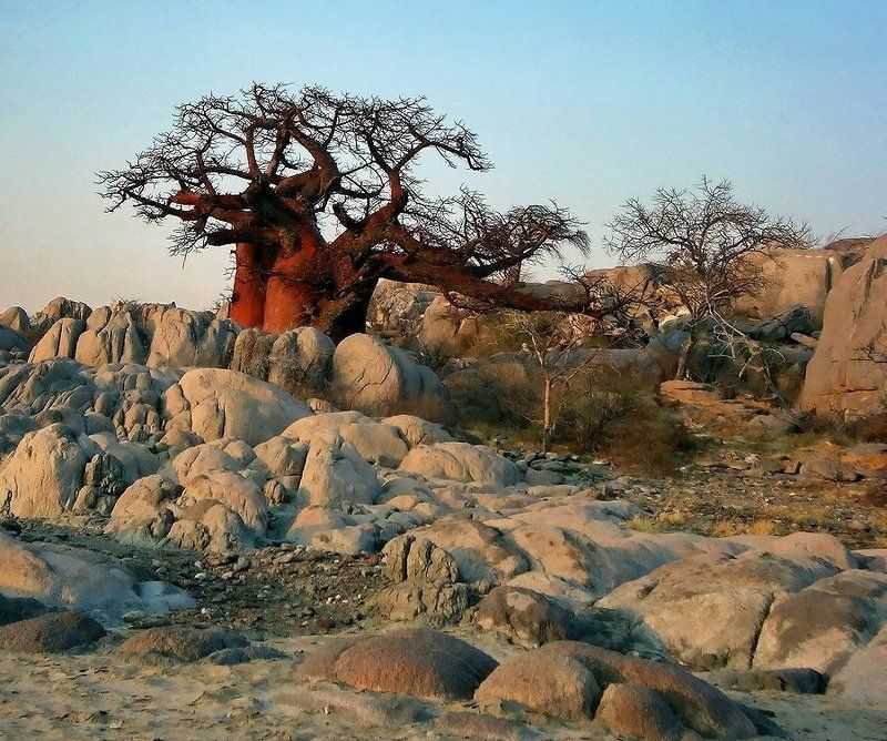 баобаб, пустыня красный...photo preview