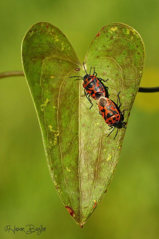 valentine,day,love,macro,nature,cyprus,northcyprus Art Of The Lovephoto preview