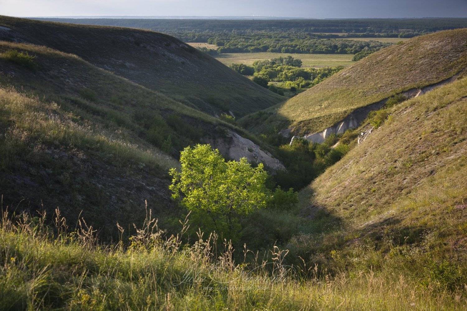 Дивногорский каньон. Автор: Юлия Назаренко дерево, пейзаж, дивногорье, лето, свет, воронежская обл, дивногорский, каньон, дивногорский, пещерный, Юлия Назаренко