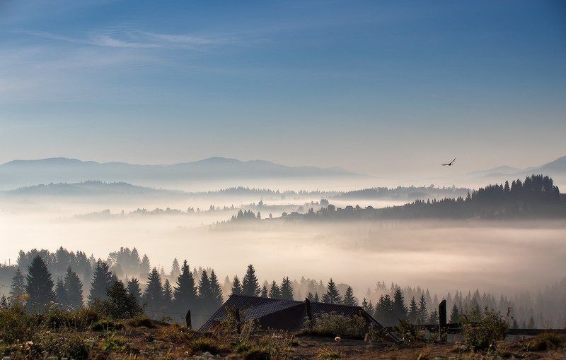 Горы, Карпаты, Осень, Рассвет, Сентябрь, Туман, Украина, Утро Осенняя с птицейphoto preview